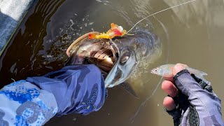 Shrimp Lures and Shiners for SPRING River Tarpon and Snook [upl. by Ley]