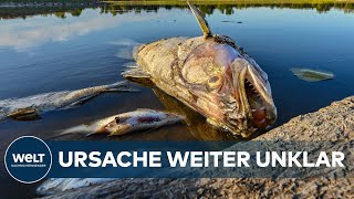 UMWELTKATASTROPHE Chemieabfälle Fischsterben in der Oder könnte sich auf Ostsee ausweiten [upl. by Eugeniusz]