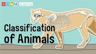 Classification of Animals [upl. by Einhapets526]