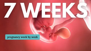 7 Weeks Pregnant 🤰 What to Expect Changes for You amp Baby Development [upl. by Zucker]