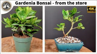 Gardenia Bonsai  from the store [upl. by Akins]