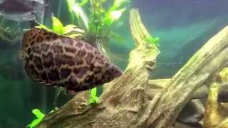 My quotAfricanquot tank feat Ctenopoma Synodontis Congo tetras and Gouramis [upl. by French]