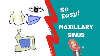 Anatomy of Maxillary Sinus PART ONE [upl. by Menell]