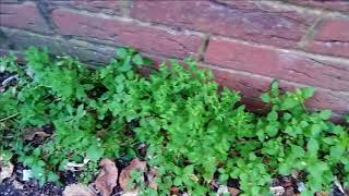 HERB VLOG PETTY SPURGE CHICKWEED AND NETTLE Herbs for Skin Conditions [upl. by Hefter295]