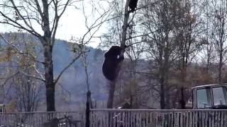 Bear Attack and How to Escape by Climbing Up a Tree [upl. by Razec180]