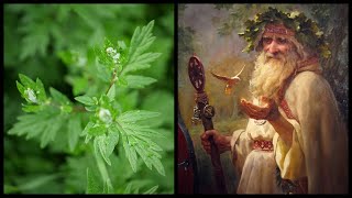 Mugwort  Shamanic Herb of Dreams amp Visions [upl. by Irrot403]