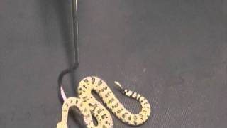 Crotalus cerastes Sidewinder Venom Extraction [upl. by Le]