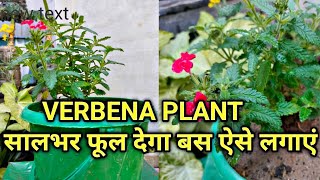 सालभर फूल आएंगे वर्बेना में बस ऐसे लगाएं  How To Repot Verbena Plant For More Flowering [upl. by Holcomb]