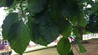 Common Beech  leaves close up  August 2018 [upl. by Sello279]