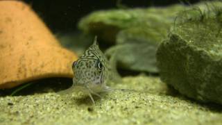 Corydoras Trilineatus  The leopard cory [upl. by Nannah73]