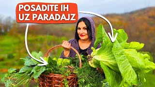 11 Biljaka Koje Možete Saditi Uz Paradajz [upl. by Whetstone]