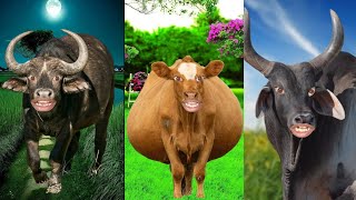 Cow Videos Cow sounds cow [upl. by Asirb]