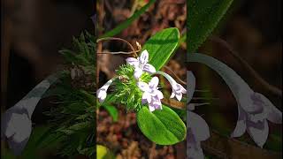 Asperula arvensis Rubiaceae family nature forestflower trending flowers garden natureforest [upl. by O'Callaghan179]