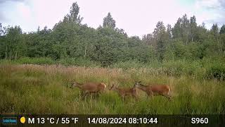 Red deer family [upl. by Tombaugh]