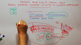 CVS 195  Epicardial coronary arteries  Subendocardial arterial plexus  coronary circulation [upl. by Arraet146]