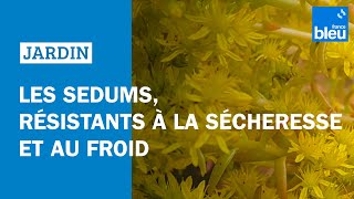 Les sedums résistants à la sécheresse et au froid  Les conseils de Roland Motte [upl. by Llenyt]