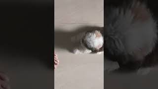 Puppy stops biting after saying no shihtzu doglover [upl. by Summons]