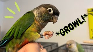 What Does Conure Growling amp Squealing Mean  Parrot Sounds amp Behaviours  TheParrotTeacher [upl. by Neetsirhc]