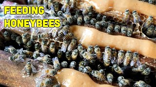 Feeding Honeybees to Prepare for the Winter [upl. by Syl]