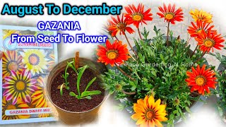 Gazania Plant From Seeds To Flower Update  Gazania Plant From Seeds How To Grow at Home [upl. by Esikram778]