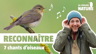 7 chants doiseaux faciles à reconnaître No 376 [upl. by Antony]