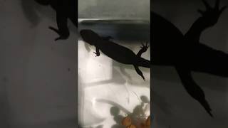 Fire Bellied Toad and Fire Bellied Newt together in a aquarium [upl. by Anan981]