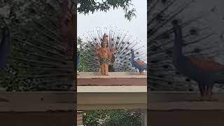 Mesmerizing Peacock Dance Behind Ayyappaswamy Idol  Divine Spiritual Beauty ayyappa shabarimalai [upl. by Atokad]