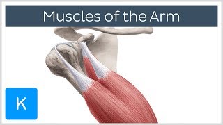 Muscles of the arm  Origin Insertion amp Innervation  Human Anatomy  Kenhub [upl. by Ettevey907]