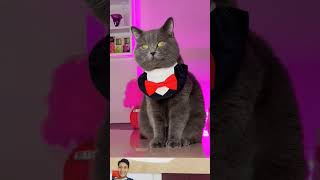 cat tomcats funny pets smartphone funnycats comedy diycattoys petdiy cats [upl. by Nerra739]