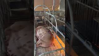 pigging farming piggery baboyan pig pighusbandry animals piglet livestockfarming [upl. by Domenic]