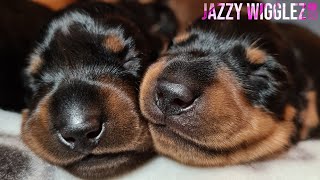 Newborn Miniature Dachshund Puppies Feeding [upl. by Wittenburg]