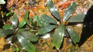 Bucephalandra sp quotSilver powderquot from Sg Berauh Kota Baru【AZ03119】 [upl. by Kallman]