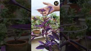 Best plant to grow from cutting purpleheart gardenplants flowers gardening houseplantlover [upl. by Chiarra537]