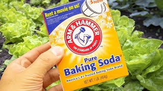 10 Amazing Uses of Baking Soda in the Garden [upl. by Burr]