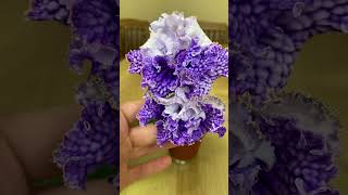 Streptocarpus [upl. by Inar]