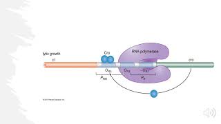 Lambda Bacteriophage Lytic vs Lysogenic Decision Explained [upl. by Ennalyrehc]