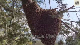 The Magical World of Honey Bees A Journey into Beekeeping [upl. by Aleirbag]