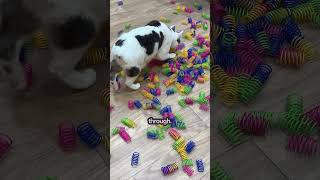 Shelter Cats Gifted Over 500 Toy Springs  The Pack [upl. by Chris]