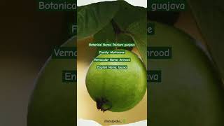 Psidium guajava viralvideo youtubeshorts botany plantscience guava amrood plants garden [upl. by Tutt]