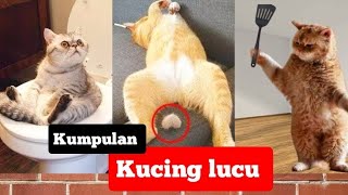 Si Meong Kucing Lucu  Funny Cats and Kittens Meowing [upl. by Coppins]