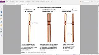 Mitotic Cell Cycle part 1 [upl. by Arriat167]