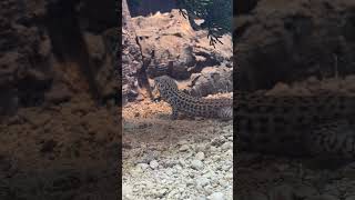 San Diego Tiger Whiptail being fed a Hornworm for the first time Struggled with the sticky feet [upl. by Aicemaj]