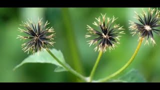 PICÃO UMA SUPER PLANTA REPLETA DE BENEFÍCIOS [upl. by Adachi]