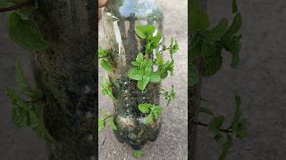 Mint in Plastic Bottle ☘️ gardening shorts [upl. by Eckblad387]