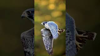 Peregrine Falcon in Flight The Worlds Fastest Bird in Action PeregrineFalcon BirdsOfPrey [upl. by Eceined]