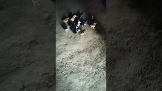 Beautiful chicks 2024 viralvideo [upl. by Arimahs]