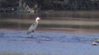 Belted Kingfisher and Great Blue Heron catch a fish in a peaceful stream [upl. by Nosnaj]