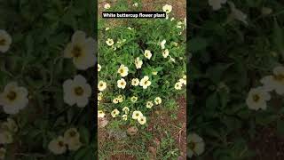 Wild White buttercup flower plant [upl. by Rab]