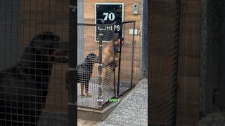 Clever Animals Attempt Daring Cage Escape shorts namitaology [upl. by Buine]