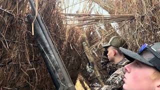 Specklebelly Goose Hunting in the Arkansas delta [upl. by Nallad]